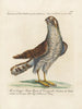 Ornithology Painting methodically digested Pl022 - Saverio Manetti — artwork view