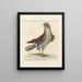 Ornithology Painting methodically digested Pl022 - Saverio Manetti — framed artwork on a wall