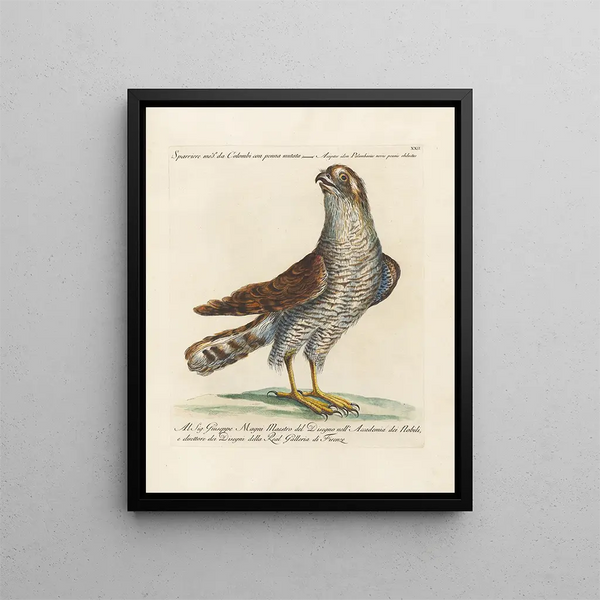 Ornithology Painting methodically digested Pl022 - Saverio Manetti — framed artwork on a wall