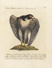 Ornithology Painting methodically digested Pl023 - Saverio Manetti — artwork view
