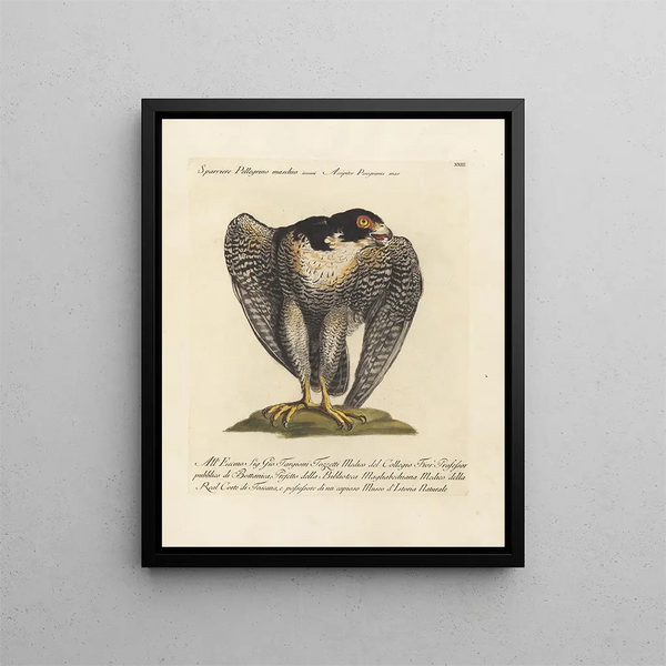 Ornithology Painting methodically digested Pl023 - Saverio Manetti — framed artwork on a wall