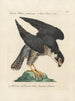 Ornithology painting methodically digested Pl024 - Saverio Manetti — artwork view