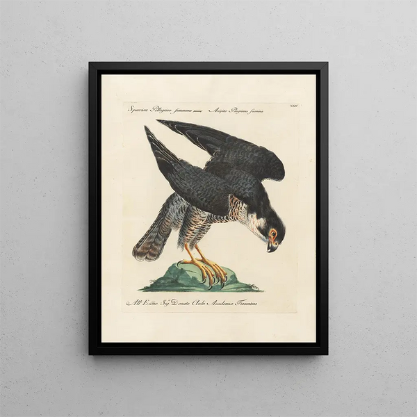 Ornithology painting methodically digested Pl024 - Saverio Manetti — framed artwork on a wall