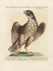 Ornithology methodically digested Pl025 - Saverio Manetti — artwork view