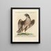 Ornithology methodically digested Pl025 - Saverio Manetti — framed artwork on a wall