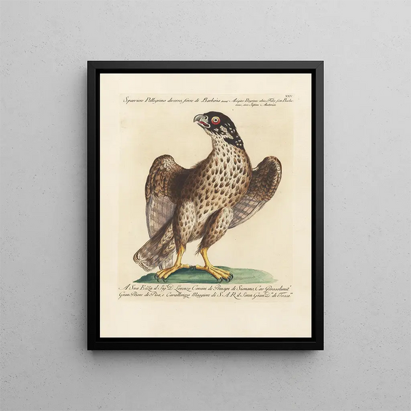 Ornithology methodically digested Pl025 - Saverio Manetti — framed artwork on a wall