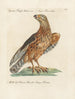 Ornithology Painting methodically digested Pl026 - Saverio Manetti — artwork view