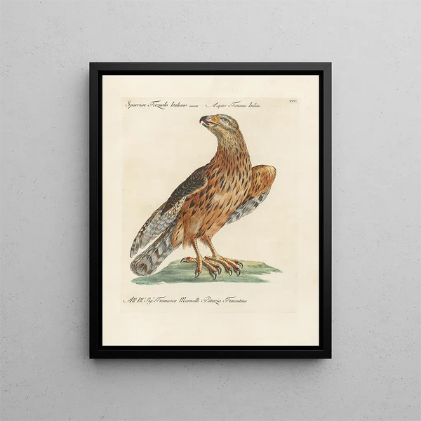 Ornithology Painting methodically digested Pl026 - Saverio Manetti — framed artwork on a wall
