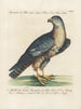 Ornithology Painting methodically digested Pl027 - Saverio Manetti — artwork view