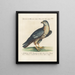 Ornithology Painting methodically digested Pl027 - Saverio Manetti — framed artwork on a wall