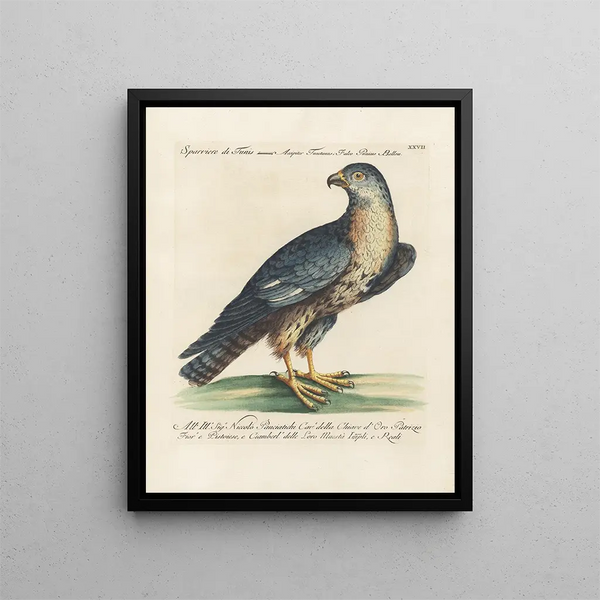 Ornithology Painting methodically digested Pl027 - Saverio Manetti — framed artwork on a wall