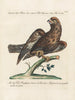 Ornithology Painting methodically digested Pl028 - Saverio Manetti — artwork view