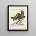 Ornithology Painting methodically digested Pl028 - Saverio Manetti — framed artwork on a wall