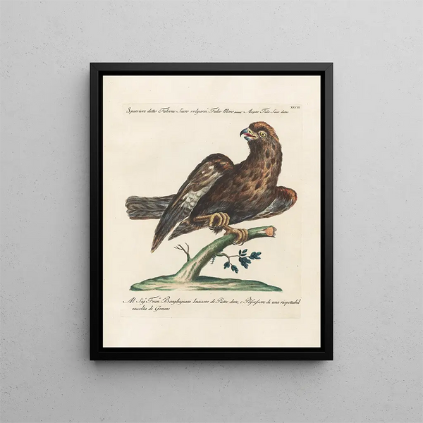 Ornithology Painting methodically digested Pl028 - Saverio Manetti — framed artwork on a wall