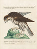 Ornithology systematically digested Painting Pl029 - Saverio Manetti — artwork view