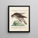 Ornithology systematically digested Painting Pl029 - Saverio Manetti — framed artwork on a wall