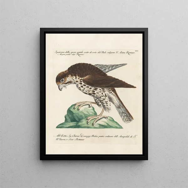 Ornithology systematically digested Painting Pl029 - Saverio Manetti — framed artwork on a wall
