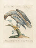 Ornithology Painting methodically digested Pl030 - Saverio Manetti — artwork view