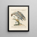 Ornithology Painting methodically digested Pl030 - Saverio Manetti — framed artwork on a wall