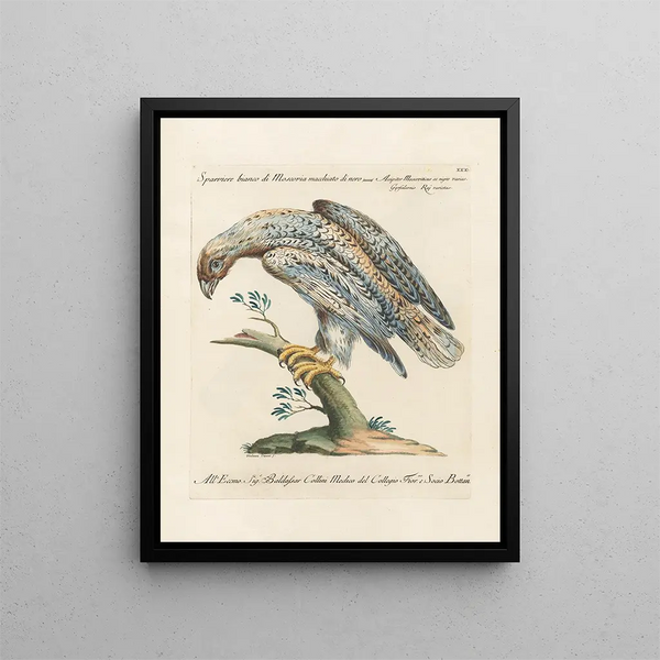 Ornithology Painting methodically digested Pl030 - Saverio Manetti — framed artwork on a wall