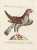 L'ornithologie méthodiquement digérée Pl031 - Saverio Manetti — artwork view