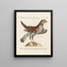 L'ornithologie méthodiquement digérée Pl031 - Saverio Manetti — framed artwork on a wall