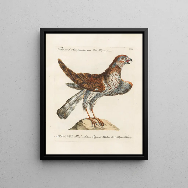 L'ornithologie méthodiquement digérée Pl031 - Saverio Manetti — framed artwork on a wall
