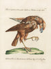 Ornithology Painting methodically digested Pl032 - Saverio Manetti — artwork view
