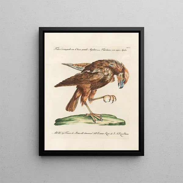 Ornithology Painting methodically digested Pl032 - Saverio Manetti — framed artwork on a wall
