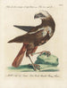 Ornithology methodically digested Pl033 - Saverio Manetti — artwork view