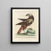 Ornithology methodically digested Pl033 - Saverio Manetti — framed artwork on a wall