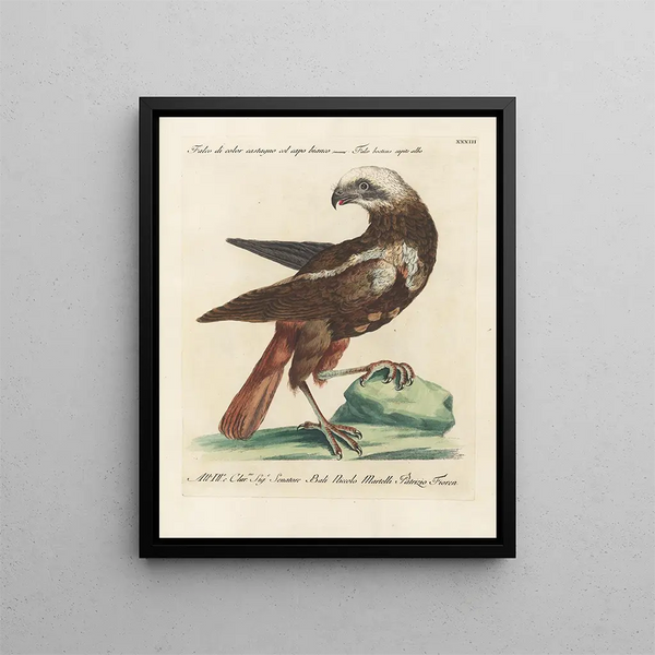 Ornithology methodically digested Pl033 - Saverio Manetti — framed artwork on a wall