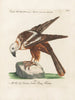 Ornithology methodically digested Pl034 - Saverio Manetti — artwork view