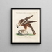 Ornithology methodically digested Pl034 - Saverio Manetti — framed artwork on a wall