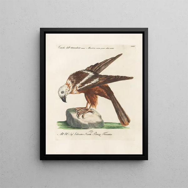Ornithology methodically digested Pl034 - Saverio Manetti — framed artwork on a wall