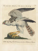Ornithology painting methodically digested Pl035 - Saverio Manetti — artwork view