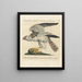 Ornithology painting methodically digested Pl035 - Saverio Manetti — framed artwork on a wall