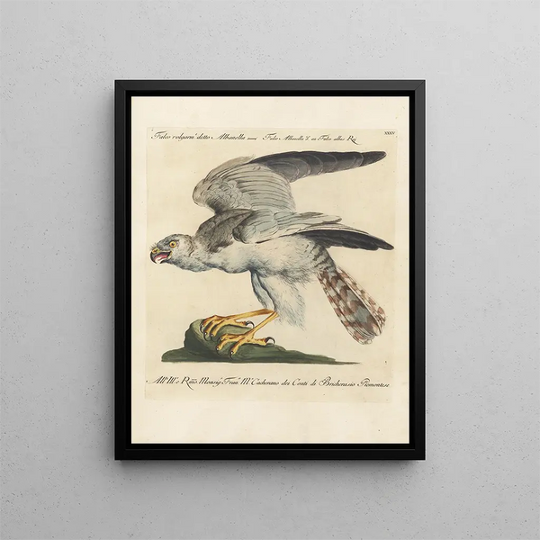 Ornithology painting methodically digested Pl035 - Saverio Manetti — framed artwork on a wall