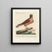 Ornithology Painting methodically digested Pl036 - Saverio Manetti — framed artwork on a wall
