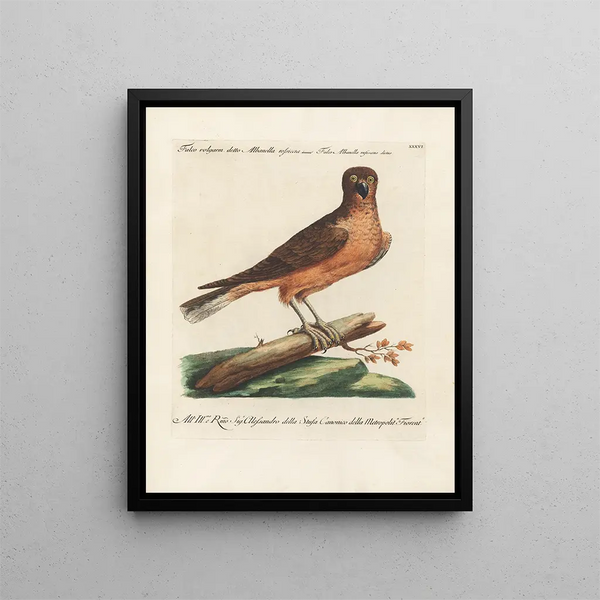 Ornithology Painting methodically digested Pl036 - Saverio Manetti — framed artwork on a wall