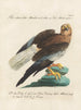 Ornithology Painting methodically digested Pl037 - Saverio Manetti — artwork view