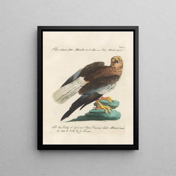 Ornithology Painting methodically digested Pl037 - Saverio Manetti — framed artwork on a wall
