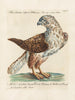 Ornithology Painting methodically digested Pl038 - Saverio Manetti — artwork view