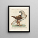 Ornithology Painting methodically digested Pl038 - Saverio Manetti — framed artwork on a wall