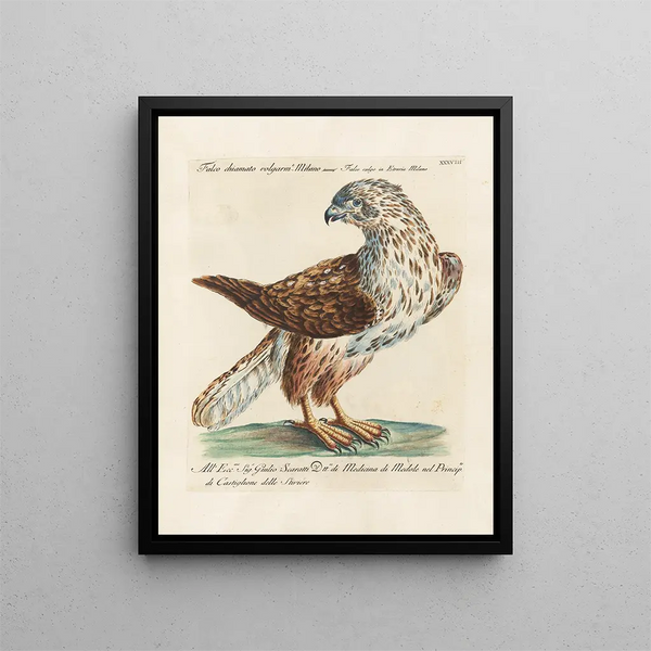 Ornithology Painting methodically digested Pl038 - Saverio Manetti — framed artwork on a wall