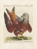 Ornithology Painting methodically digested Pl039 - Saverio Manetti — artwork view