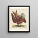 Ornithology Painting methodically digested Pl039 - Saverio Manetti — framed artwork on a wall
