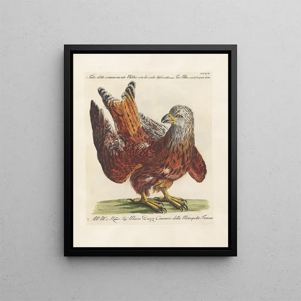 Ornithology Painting methodically digested Pl039 - Saverio Manetti — framed artwork on a wall