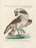 Ornithology Painting methodically digested Pl040 - Saverio Manetti — artwork view