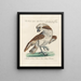 Ornithology Painting methodically digested Pl040 - Saverio Manetti — framed artwork on a wall